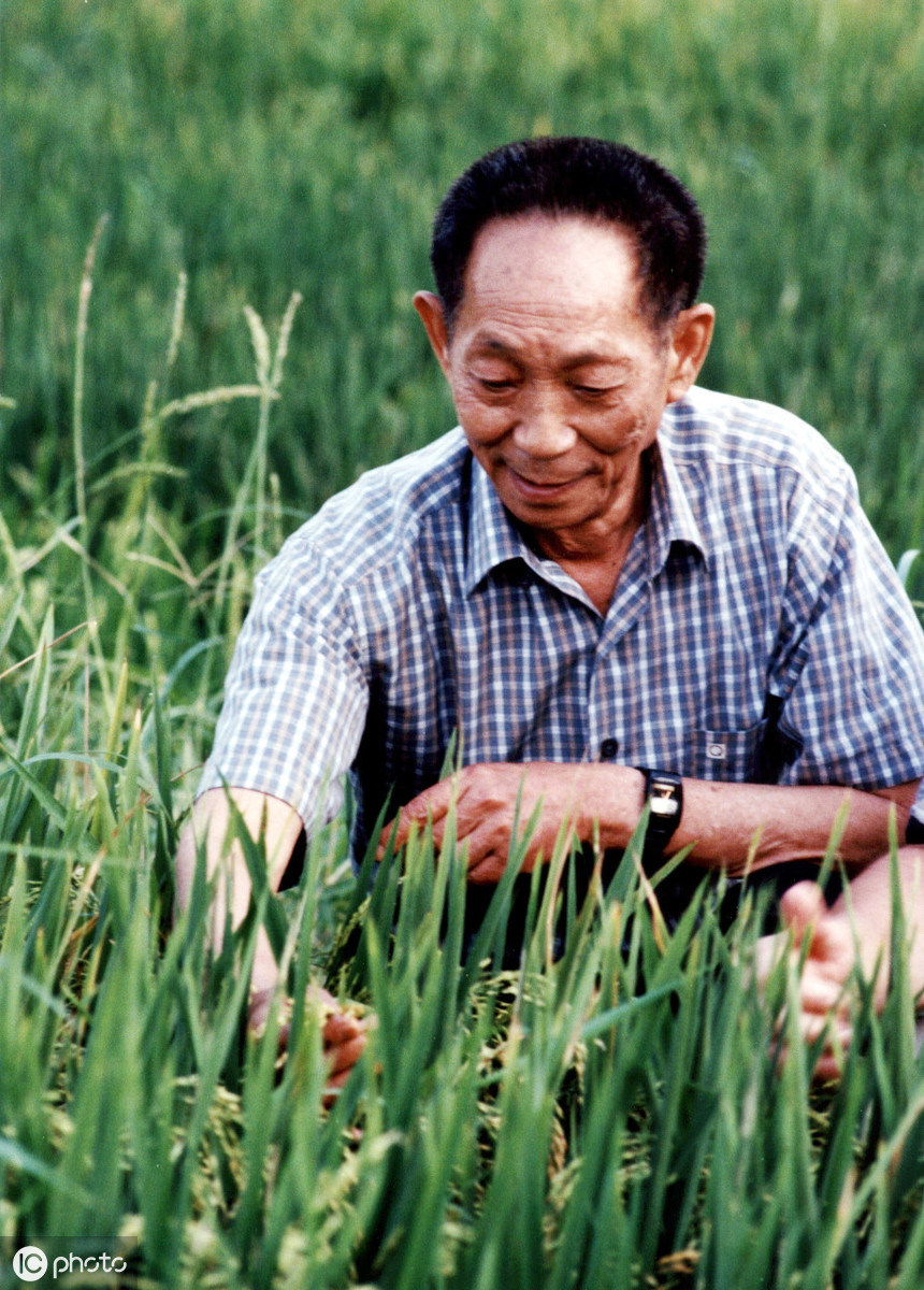 杂交水稻之父——袁隆平