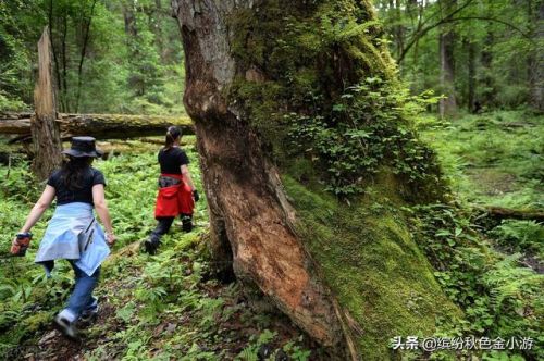 林芝地区海拔高度多少(林芝地区海拔很高吗?)-第2张图片-