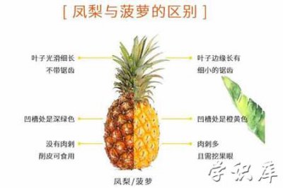 ​菠萝和凤梨有什么区别，两者六大区别差异