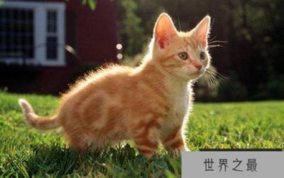 ​世界上最爱干净的2种动物，猫和浣熊上榜单