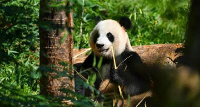 ​大熊猫的资料介绍三年级（三年级语文下册习作熊猫的作文范文与点评，多积累提