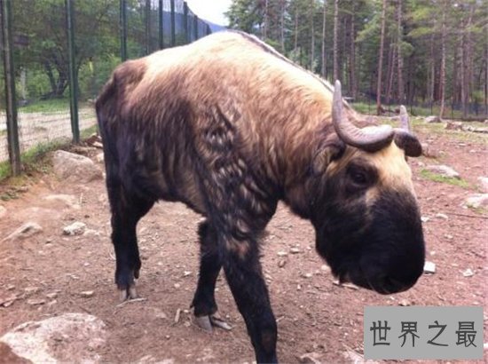 中国上古十大坐骑，呼风唤雨无所不能！