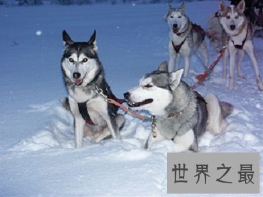 人们口中的傻傻忠犬哈士奇智商到底是怎么样的