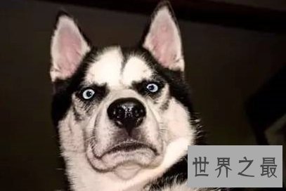 人们口中的傻傻忠犬哈士奇智商到底是怎么样的