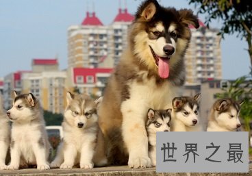 人们口中的傻傻忠犬哈士奇智商到底是怎么样的