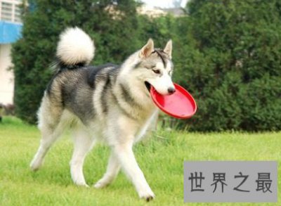 ​人们口中的傻傻忠犬哈士奇智商到底是怎么样的