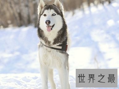 人们口中的傻傻忠犬哈士奇智商到底是怎么样的