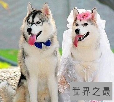 人们口中的傻傻忠犬哈士奇智商到底是怎么样的