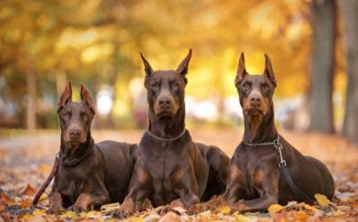 ​自从养了一只“杜宾犬”，噩梦就开始了，看完你还敢养吗？