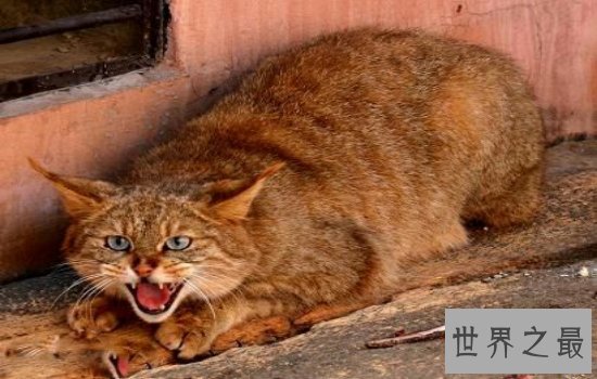 世界上最凶悍的猫排行榜 地道的肉食动物战斗力爆棚