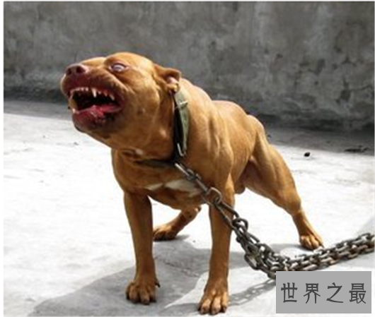 比特犬VS藏獒，谁才是真正的王者，比特犬数分钟咬死藏獒太可怕