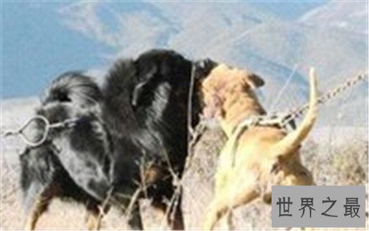 比特犬VS藏獒，谁才是真正的王者，比特犬数分钟咬死藏獒太可怕