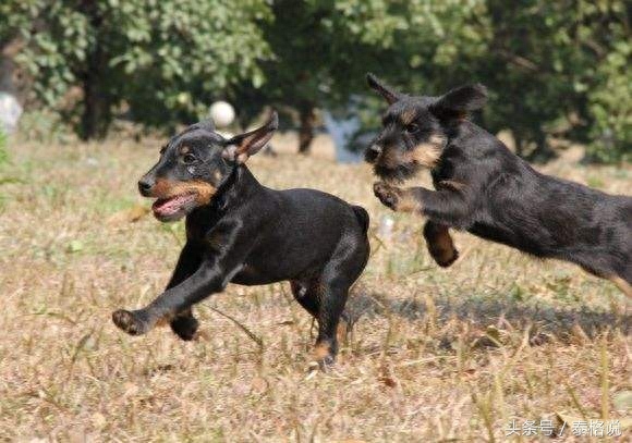 德国猎梗，梗犬界的全能选手