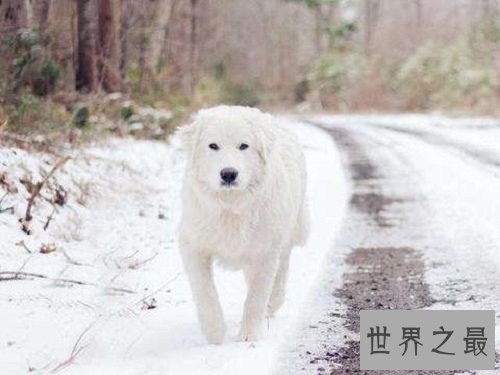 北极熊犬会吃穷你，食量惊人的它好饲养吗?