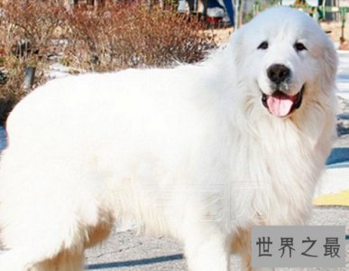 ​北极熊犬会吃穷你，食量惊人的它好饲养吗?