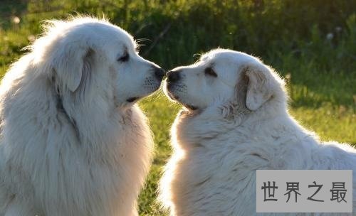 北极熊犬会吃穷你，食量惊人的它好饲养吗?