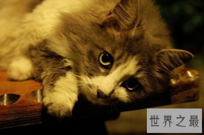 ​挪威森林猫的前世今生，爱猫一族速速看过来！