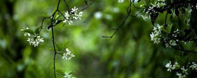 ​谷雨对应生肖 什么叫谷雨节气