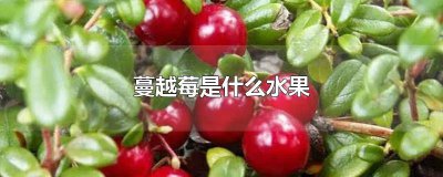 ​什么叫蔓越莓 蔓越莓是树莓嘛