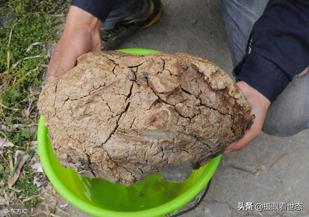 这些年，全国各地挖出的稀罕物太岁都说值百万以上，究竟有人买没