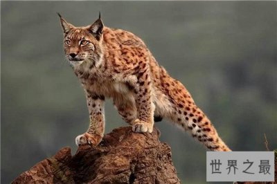 ​盘点地球上6大被禁养的名猫！传说中的猛兽猞猁被称为国兽！