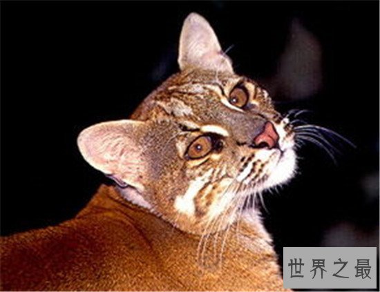 盘点地球上6大被禁养的名猫！传说中的猛兽猞猁被称为国兽！