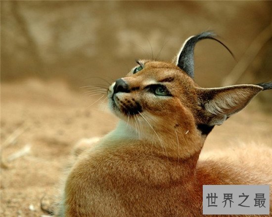 盘点地球上6大被禁养的名猫！传说中的猛兽猞猁被称为国兽！