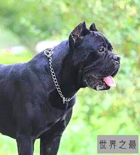 世界十大猛犬，个个都是一脸凶。