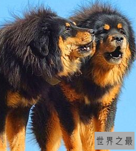 世界十大猛犬，个个都是一脸凶。