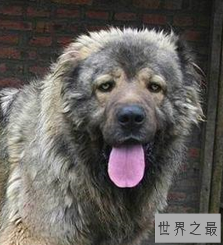 世界十大猛犬，个个都是一脸凶。