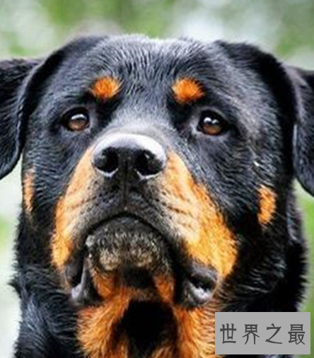 世界十大猛犬，个个都是一脸凶。