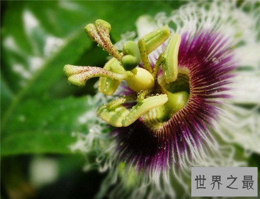 世界十大奇特植物，竟然有这种胎生植物