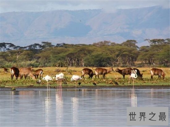 非洲国家gdp排名 最强的国家毋庸置疑靠石油发家