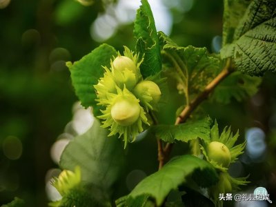 ​100种坚果名字大全和图片（十大坚果营养的排名）