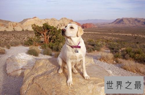 十大忠诚的狗排名，没想到它是最忠诚的！