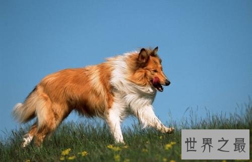 十大忠诚的狗排名，没想到它是最忠诚的！