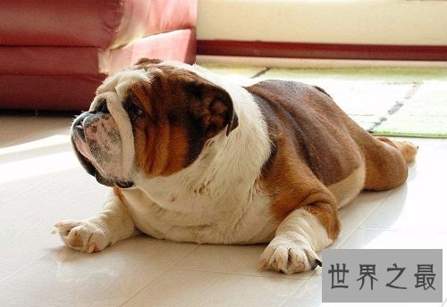 英国斗牛犬很难养？饲养最全攻略为你排忧解难！