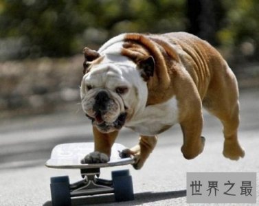 ​英国斗牛犬很难养？饲养最全攻略为你排忧解难！