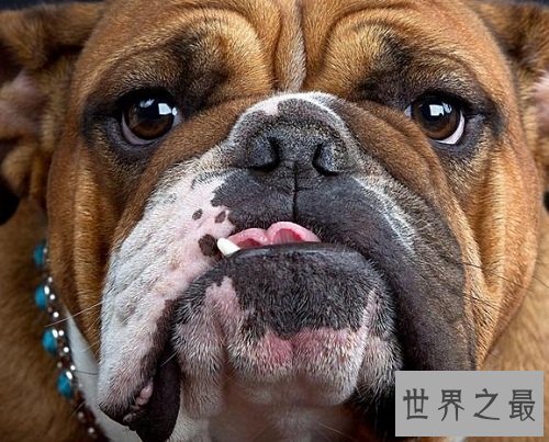 英国斗牛犬很难养？饲养最全攻略为你排忧解难！