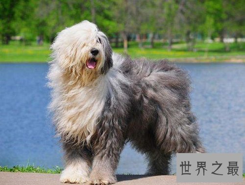 古代英国牧羊犬性格大揭秘，各位家长赶紧看过来吧！