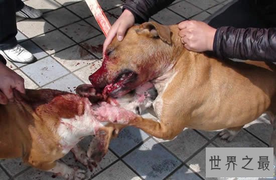 世界十大猛犬排名，美国比特犬比狮虎豹更凶残