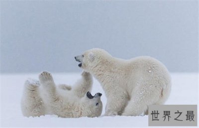 ​世界十大濒临灭绝的美丽动物，这些动物在不久以后将要灭绝！