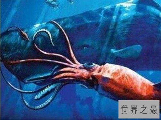 世界最大的鱿鱼大王酸浆鱿（体长11米体重300公斤），到底有多厉害