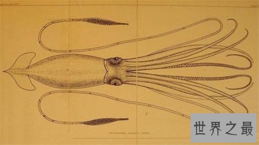 世界最大的鱿鱼大王酸浆鱿（体长11米体重300公斤），到底有多厉害