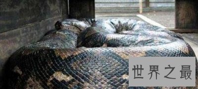 中国最大的蛇 最长体长竟然到达200米？