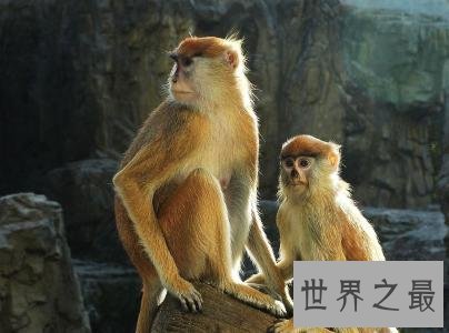 世界上跑的最快的猴子，每小时能达到50公里！