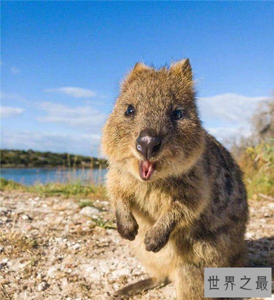 世界上最快乐的动物，天生有一副爱笑的面孔！