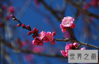 ​一起来欣赏雪地中最坚毅动人的梅花图片吧！