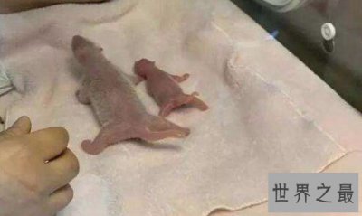 ​全球最小熊猫幼仔，堪与鸡蛋比大小