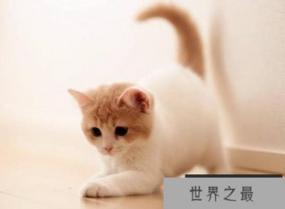 ​猫的智商相当于几岁小孩？猫的记忆力有多长时间？